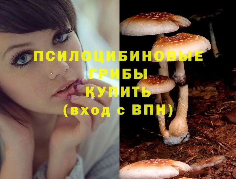 хочу   Пучеж  Псилоцибиновые грибы Magic Shrooms 